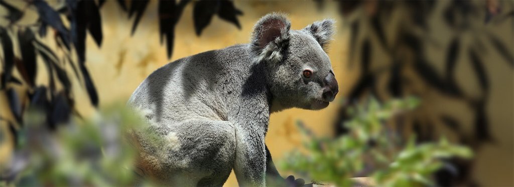 Постер сериала На грани вымирания