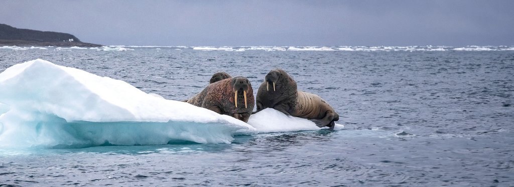 Постер фильма Канадский Арктический архипелаг. Земля обитаемая
