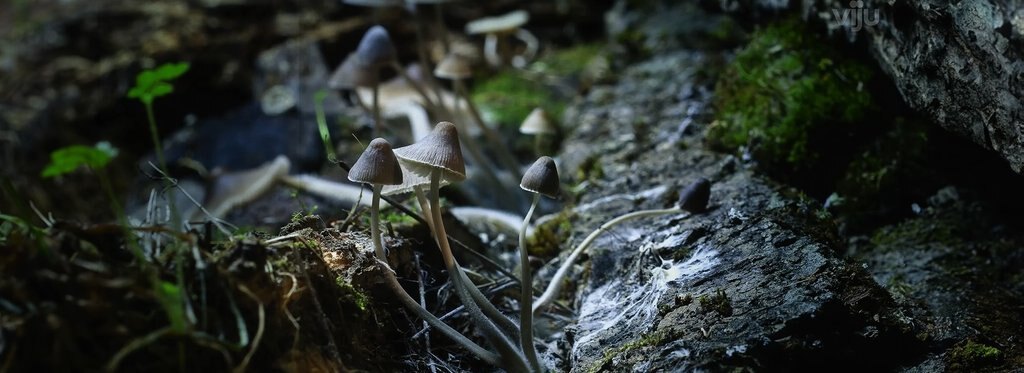 Постер фильма Магический лес Испании