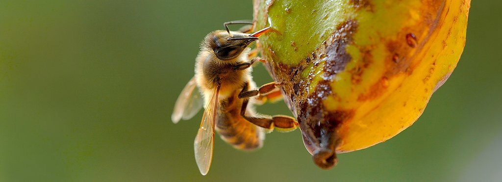 Movie poster Bees. The Invisible Mechanism