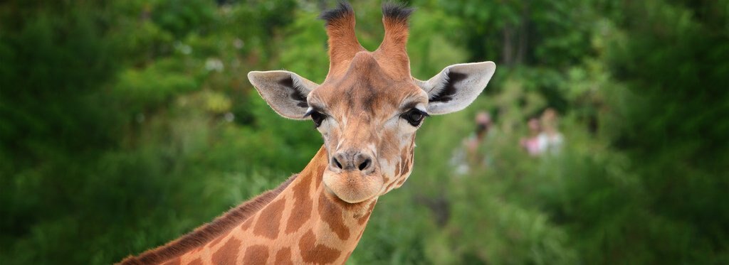 Постер фильма Последний жираф