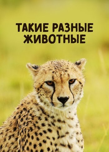 Series Life in the Animal Kingdom 2024