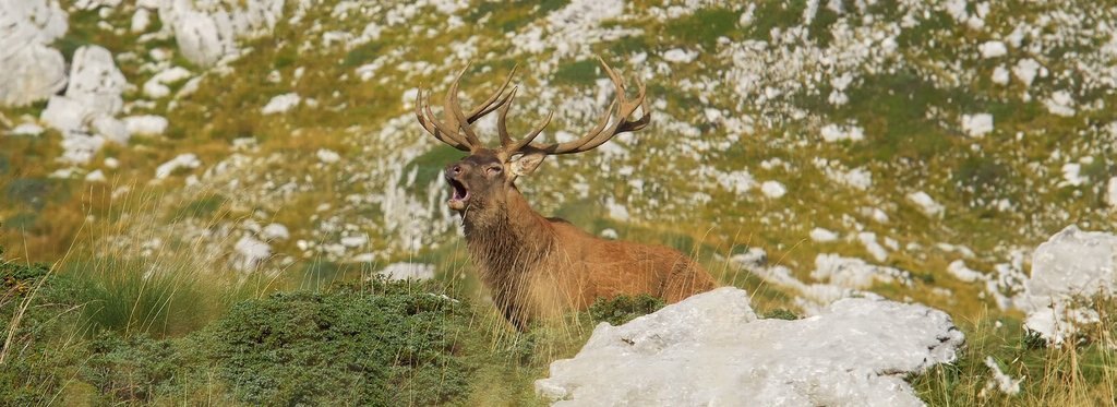 Постер сериала Дикая Италия: главные хищники