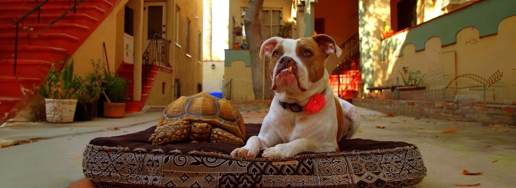 Series poster Лучшие друзья собак