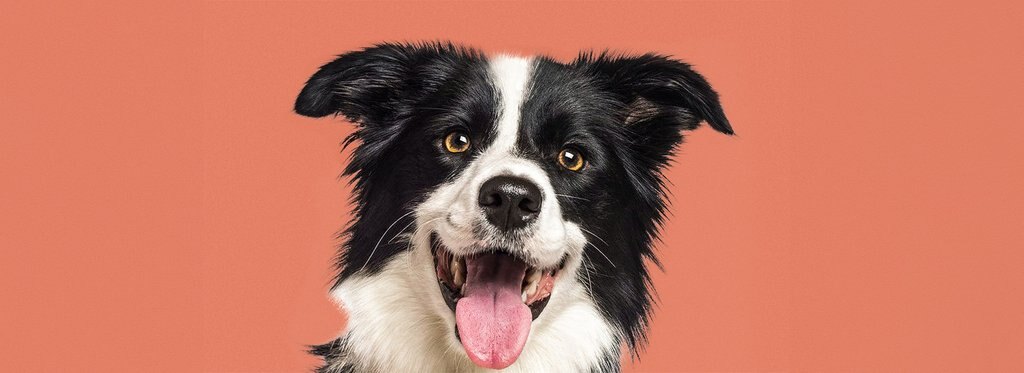 Movie poster Знакомьтесь, пес