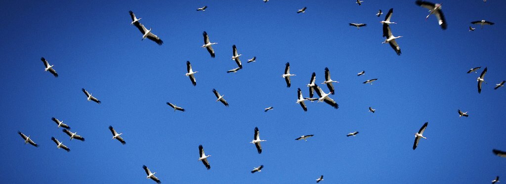 Постер фильма Дикая природа: сила множества