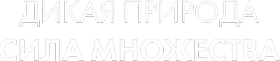 Дикая природа: сила множества