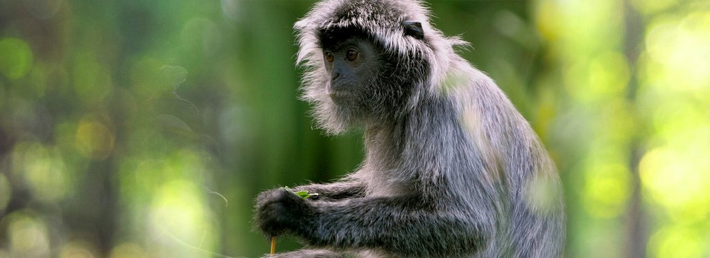 Постер фильма Обезьяны и не только: наши ближайшие родственники