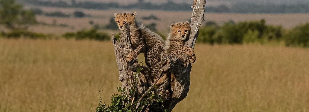 Постер фильма Однажды в Саванне