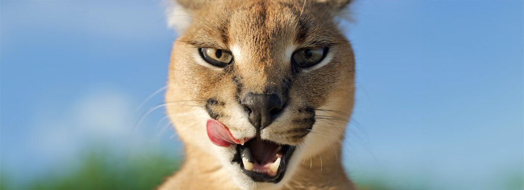 Series poster Wild Cats