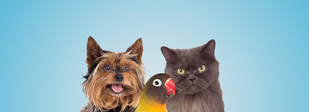 Series poster Amazing Animal Friends