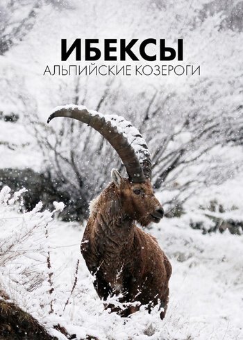 Фильм Ибексы: альпийские козероги 2019