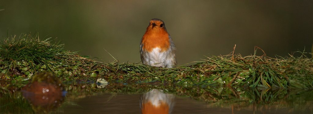 Постер сериала Птицы: хозяева стихий