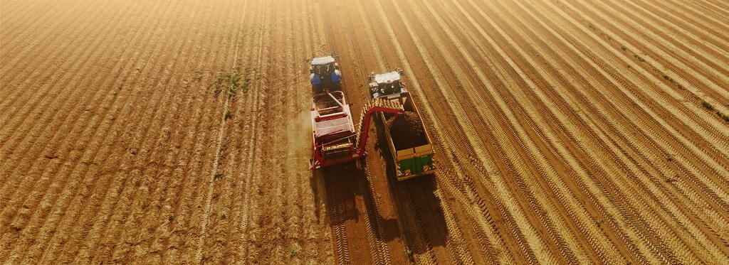 Постер фильма Картофель в беде