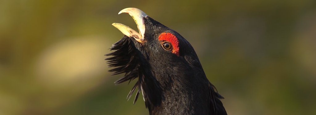 Movie poster Berezinsky Biosphere