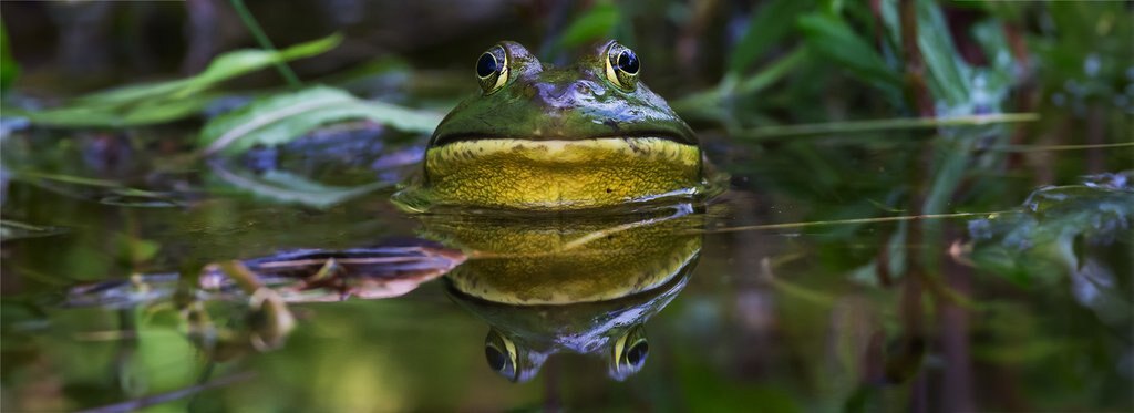 Постер сериала Изобретения природы