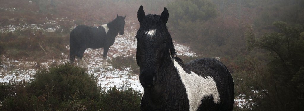 Постер фильма Баскский пони