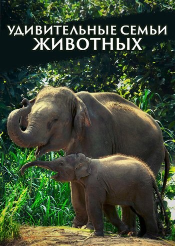 Сериал Удивительные семьи животных 2019