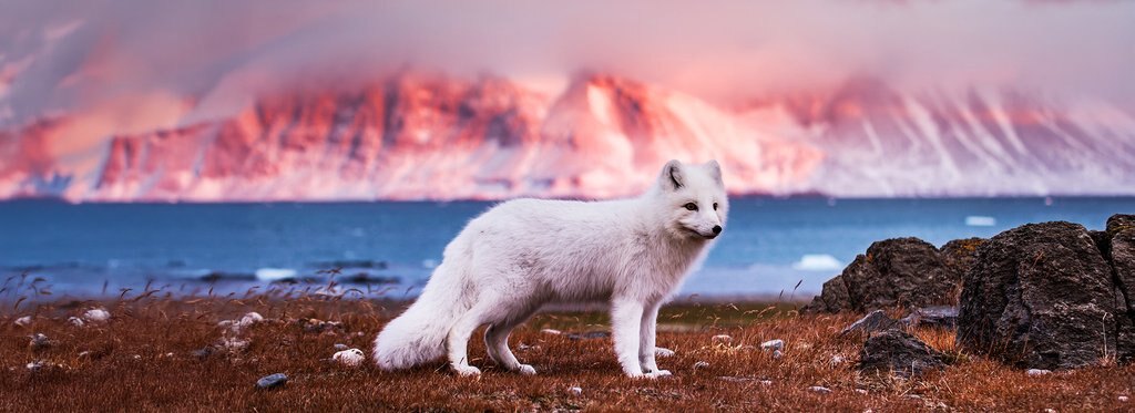 Постер сериала Хищные от природы