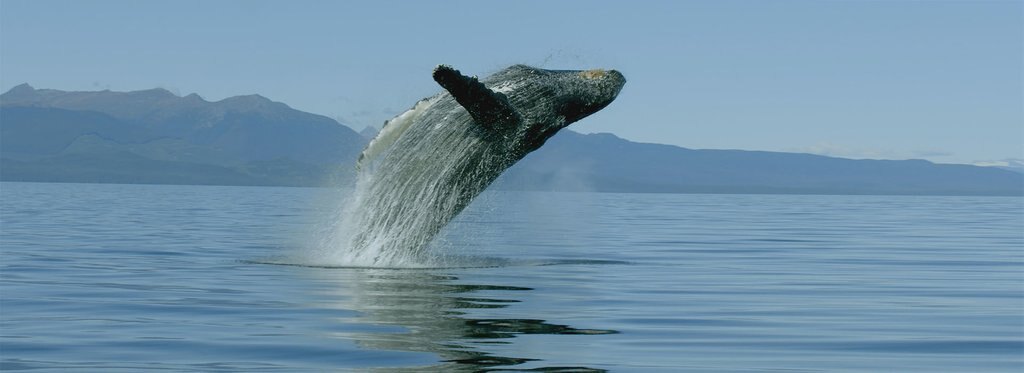 Постер фильма Интеллект животных