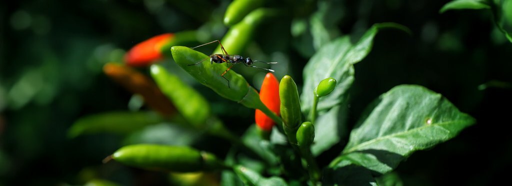 Постер фильма Искусство выращивать чили