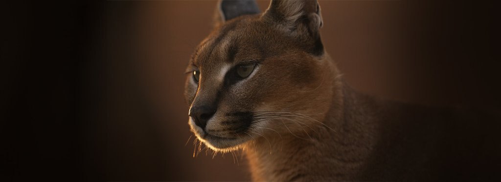 Постер фильма Каракалы: общество одиноких котов