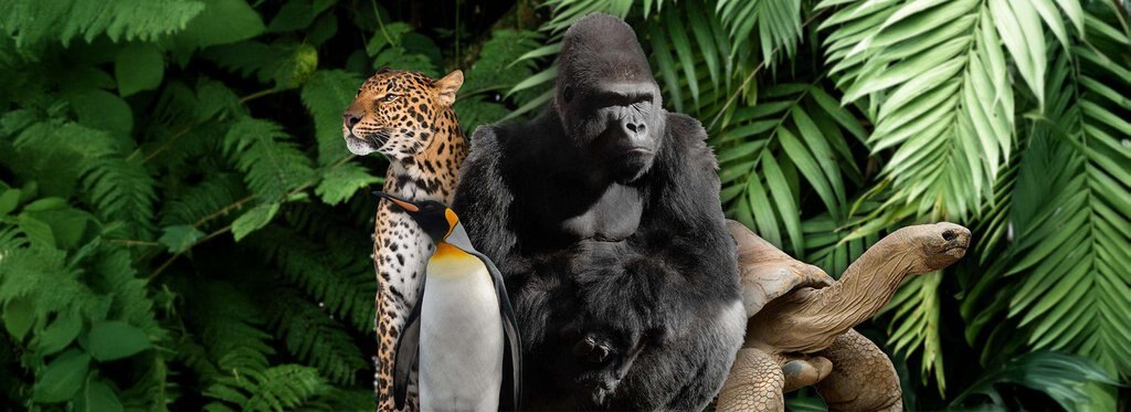 Постер сериала Посольство дикой природы