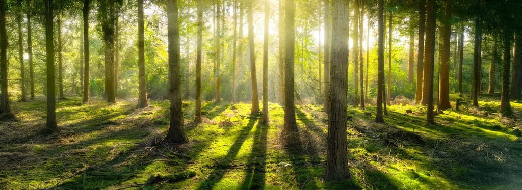 Постер сериала О деревьях и лесах. Невидимый мир