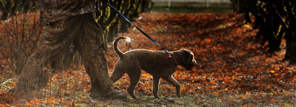 Movie poster Искусство добывать трюфель