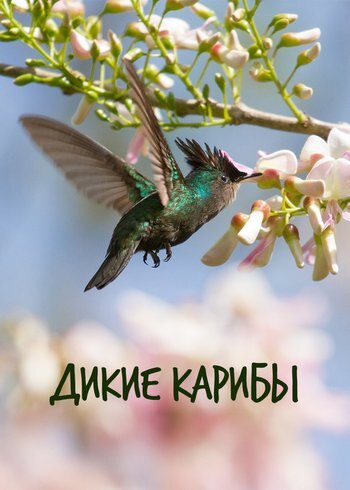 Фильм Дикие Карибы 2018