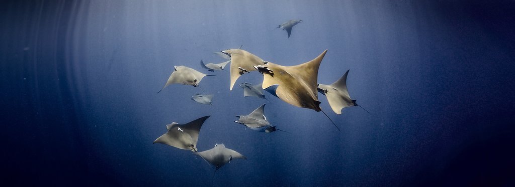 Постер сериала Акулы. Признание в любви