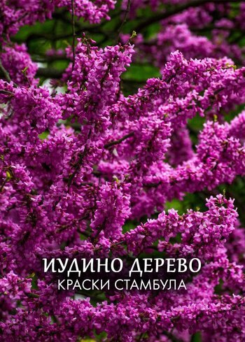 Фильм Иудино дерево: краски Стамбула 2023