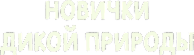 Новички дикой природы