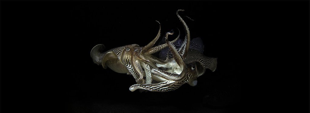 Постер фильма Приключения каракатицы