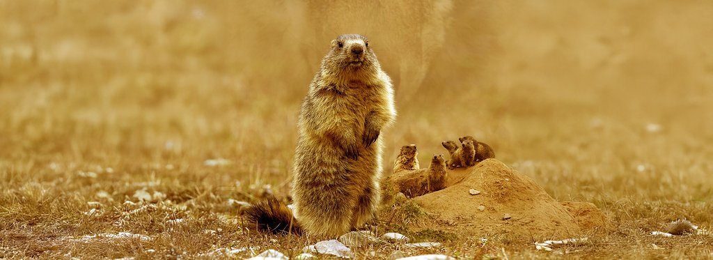 Постер фильма Жизнь сурка