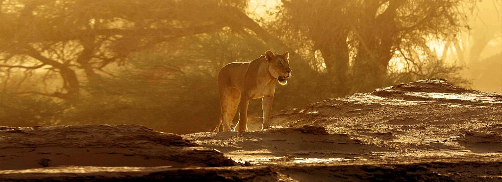 Постер сериала Бескрайняя Африка