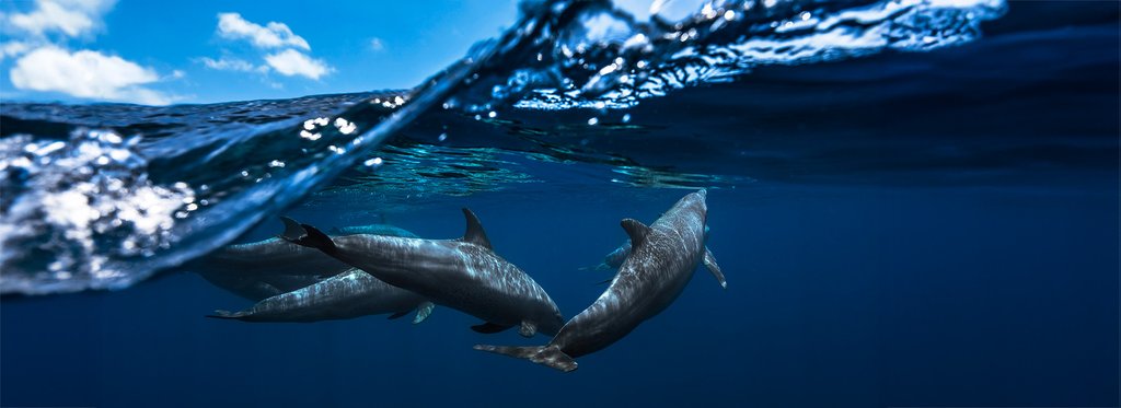 Movie poster Marine Mammals: Champions of the Deep