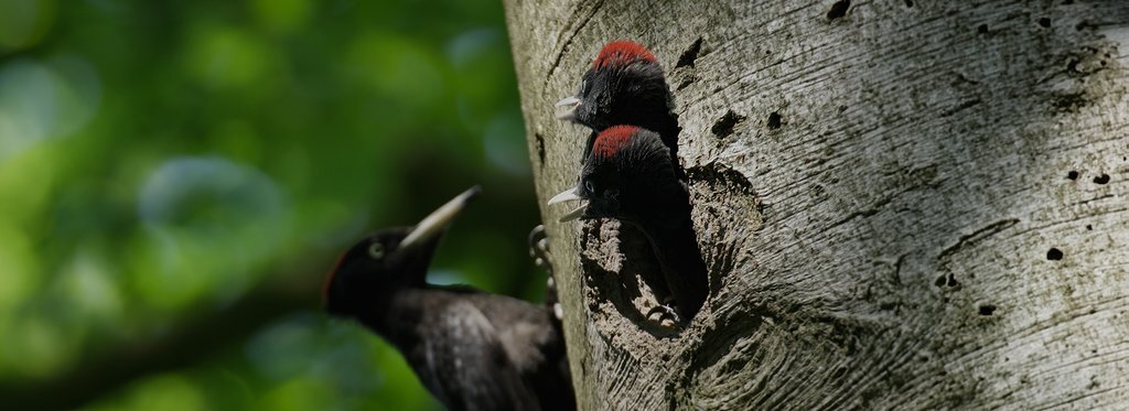 Постер фильма Доктор дятел