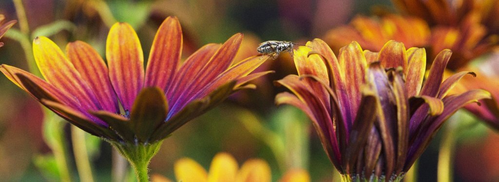 Постер фильма Превращение в бабочку