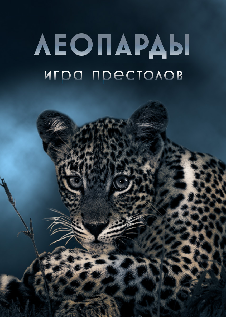 Series A Game of Leopard Thrones 2023