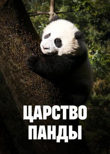 Series Panda Kingdom 2023