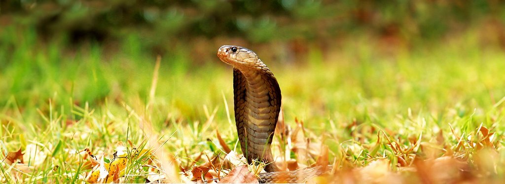 Постер фильма Змеи. Тайны самых смертоносных созданий на земле