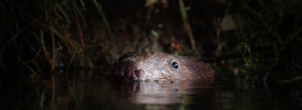 Постер фильма Бобёр — супергерой дикой природы