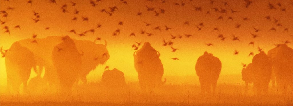 Постер фильма Одиссея европейского зубра