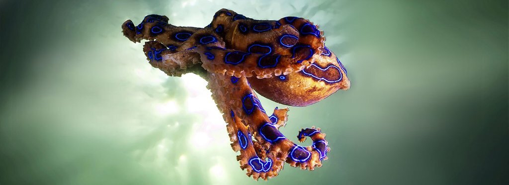 Series poster Самые ядовитые животные мира