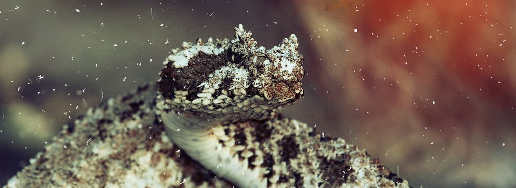 Постер фильма Аламто – страна рептилий