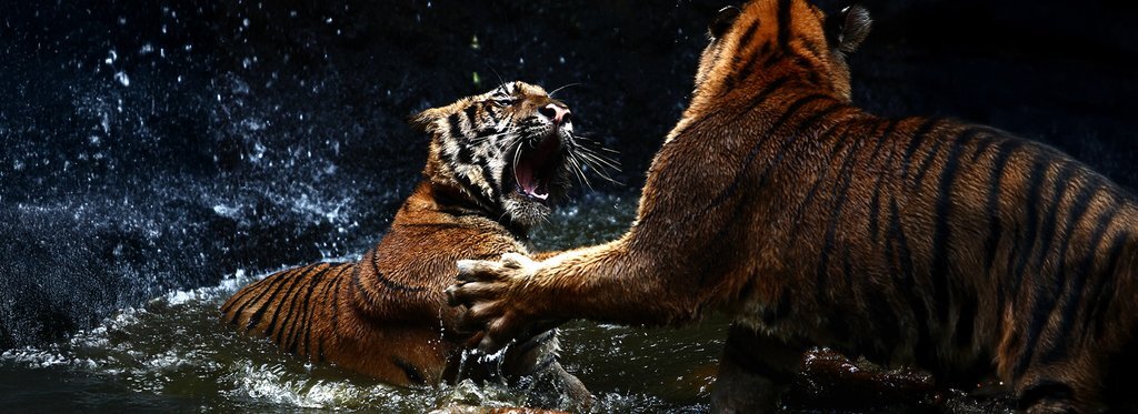 Постер сериала Циклы жизни