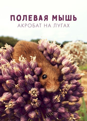 Фильм Полевая мышь: акробат на лугах 2020