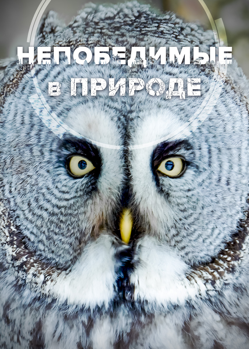 Сериал Непобедимые в природе 2025