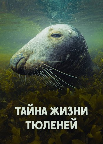 Movie The secret life of Seals 2022